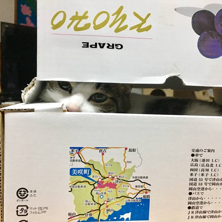 0bbf06ab e832 41e2 8ae7 98df35e3c7c8