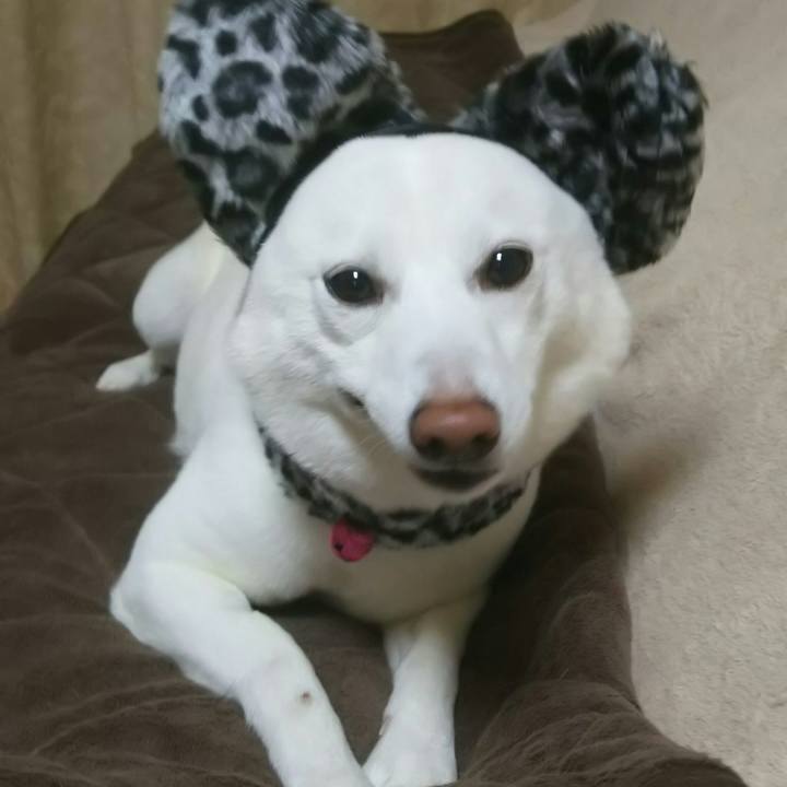 0bbfdda9 09ab 4238 83da 9876109747ab