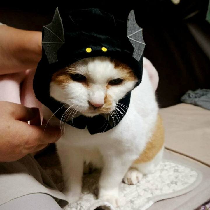 0bcba9f1 2414 447f 95f3 ab528f2a736a