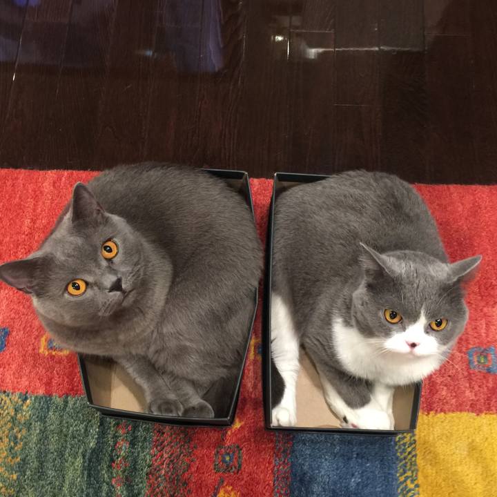 0bcdbb2d ce81 42dc 9e58 b65b1f7a16b2