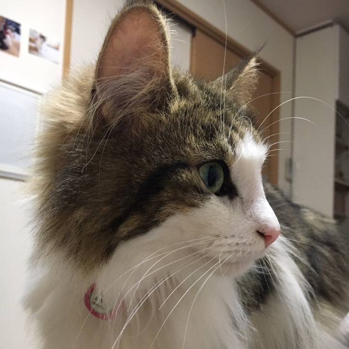 0bcf7271 4c99 43f4 b8b8 aa2203c8dad1