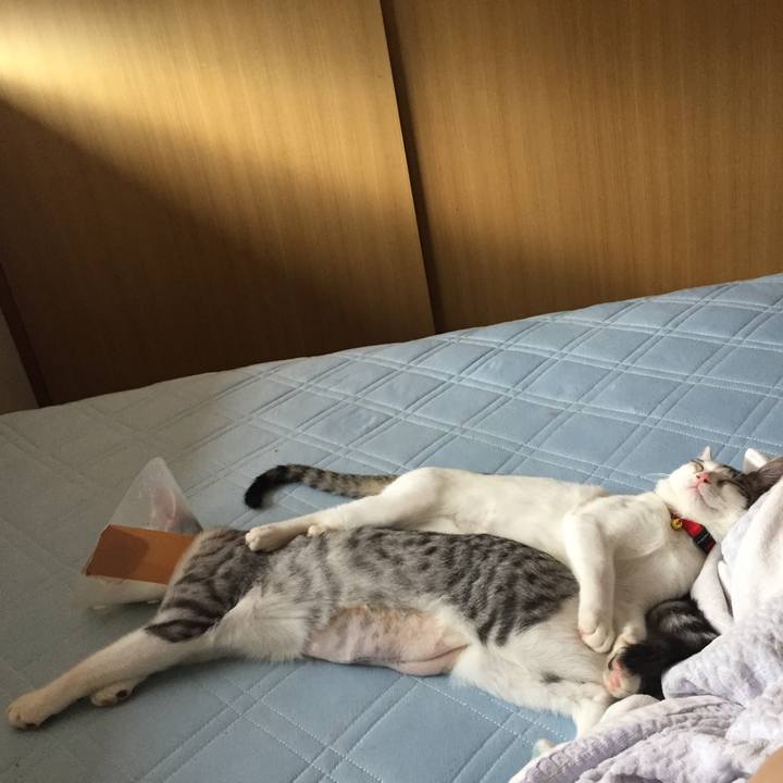 0bd1a00f 4a0c 4e84 bf17 0ff48c798f04