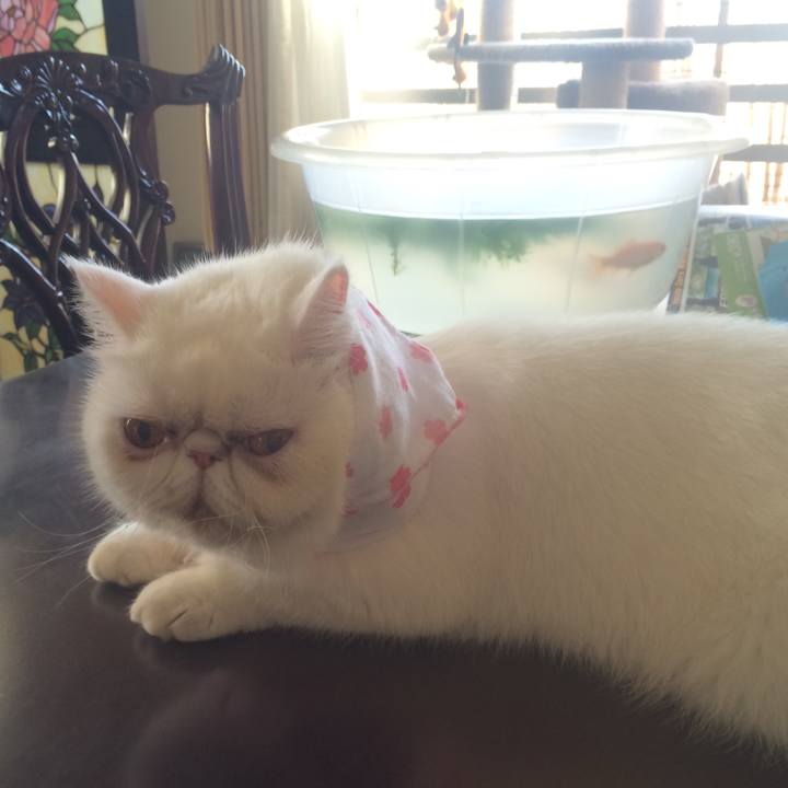 0bda652e 99d1 4fea 9388 6b4e05ede458