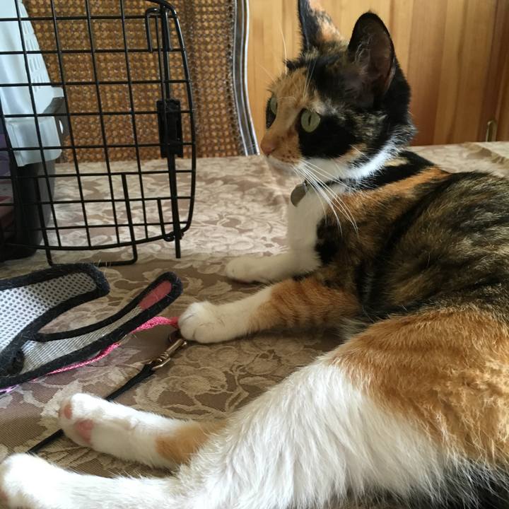 0bdb46a5 0662 4eef a6ea 91cf031ca289