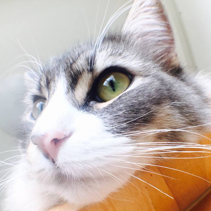 0bdbae11 7eb0 4fa6 b848 5095bfafbfa6