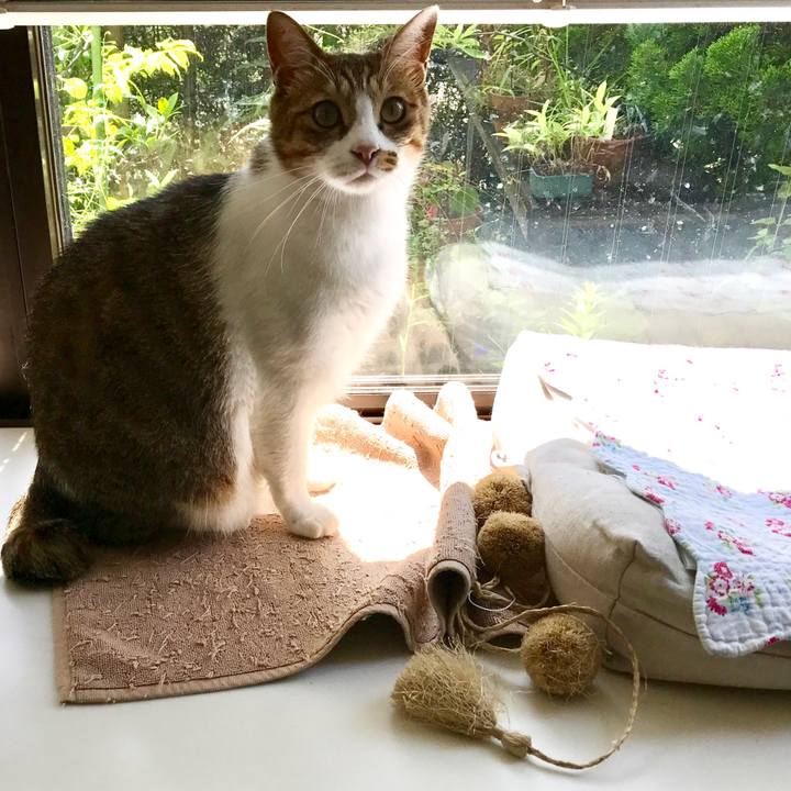 0be18f24 a8de 40f1 a6c3 466262b4dea4