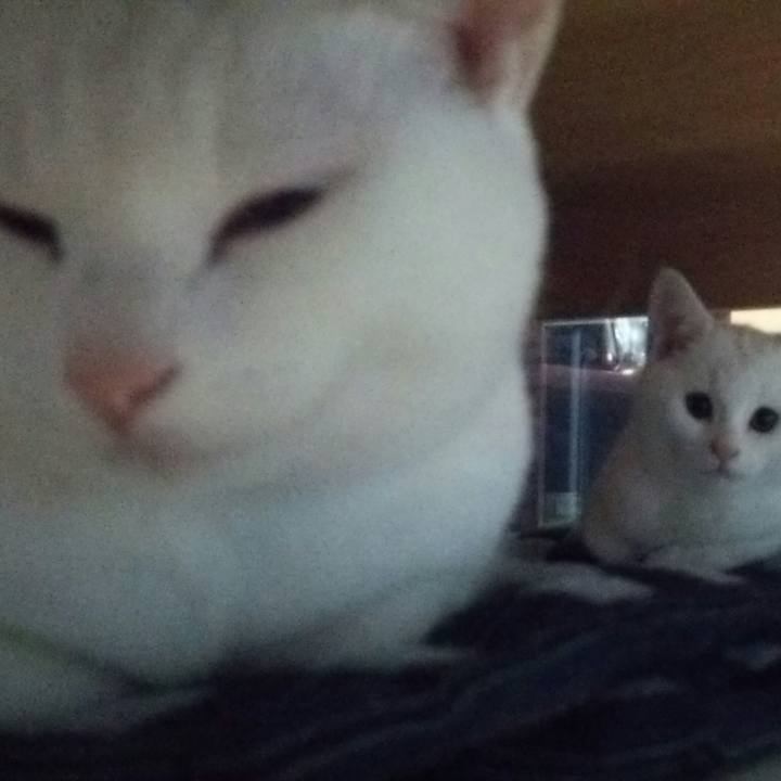 0bed9a58 9207 42ed 8154 af4d72335644