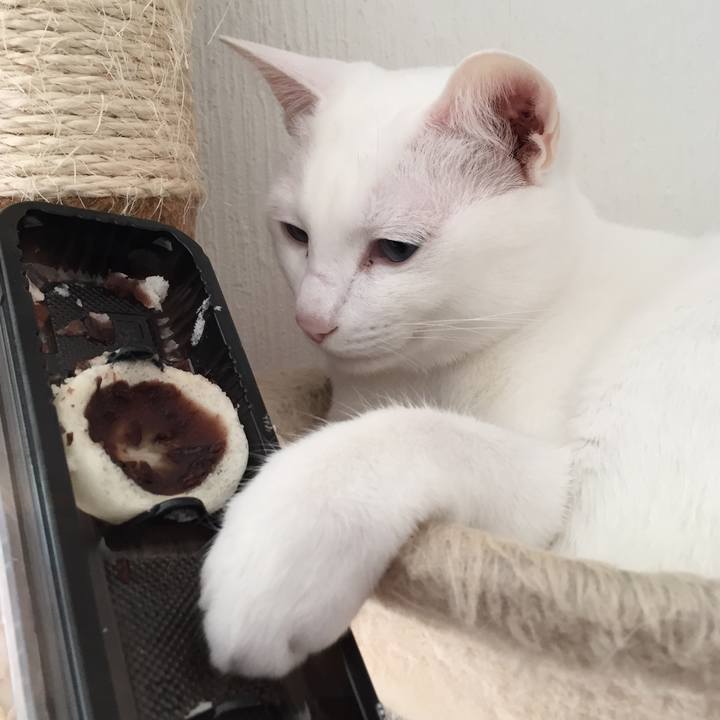 0bf03688 6ecc 4135 91c7 2f83251910b1