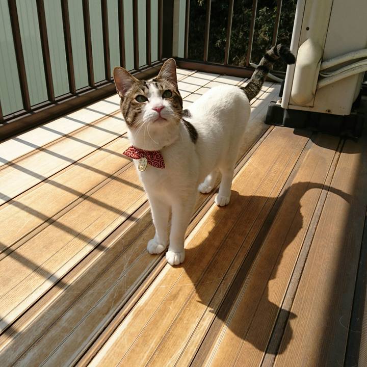 0bf72cda 8a28 4f5a a96b 9f6ef2394fac