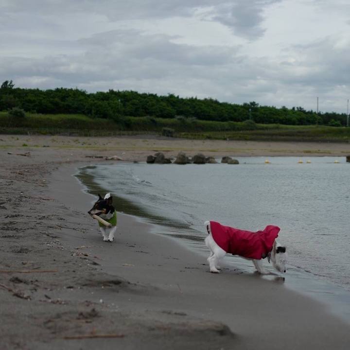 0bf768dd b2b5 4645 a4f8 66bca35de36f