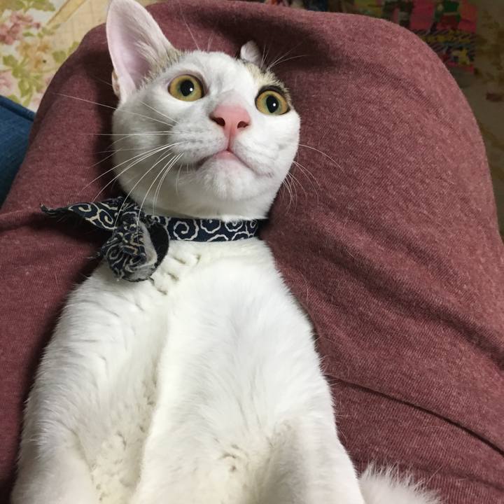 0bfc6c33 edbf 4799 82ba 702fb8528301