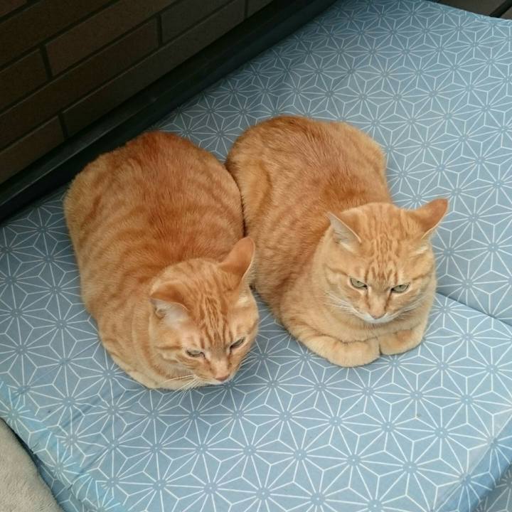 0c019ceb eb12 44ec b0c5 f91c0b1072cd