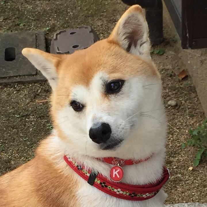 0c020095 b8f3 4344 8d34 e74429083385