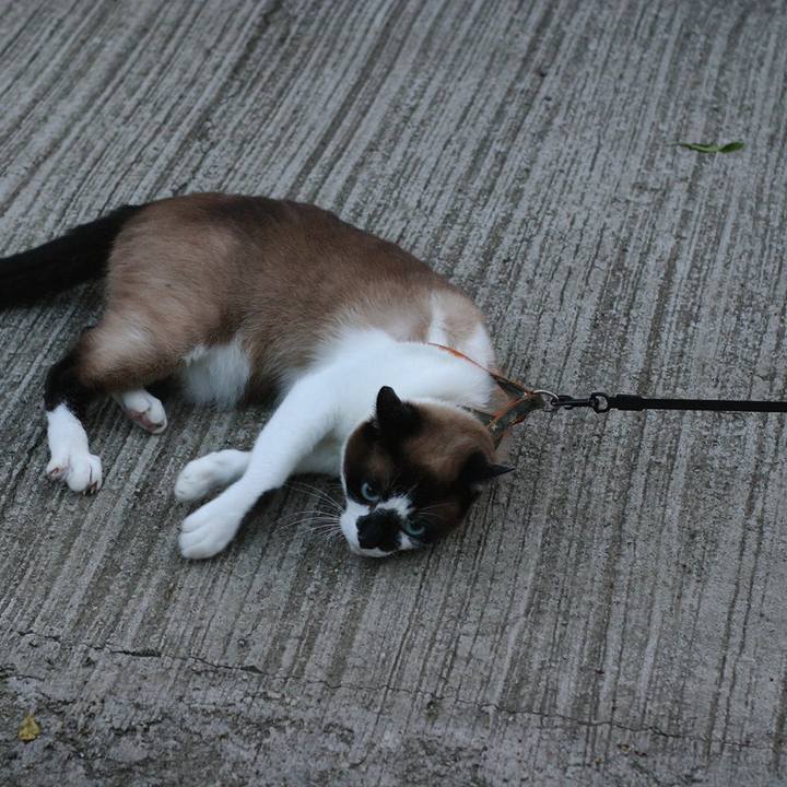 0c05ab04 0411 4cba ada6 812d46efa533