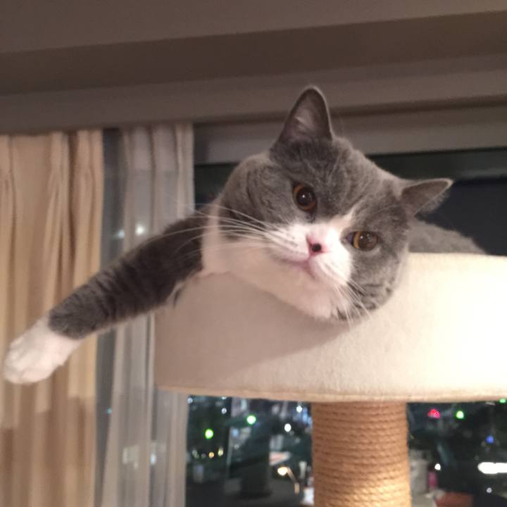 0c082fa4 20ea 450b 8c92 c9d614ee5306