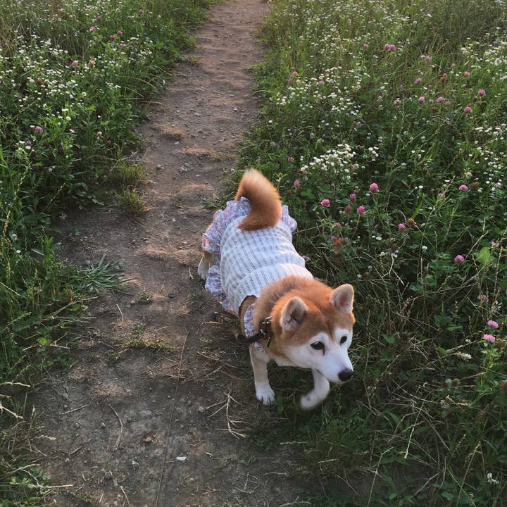 0c0f41e0 2a4a 44d8 b46c ef907b0348b1