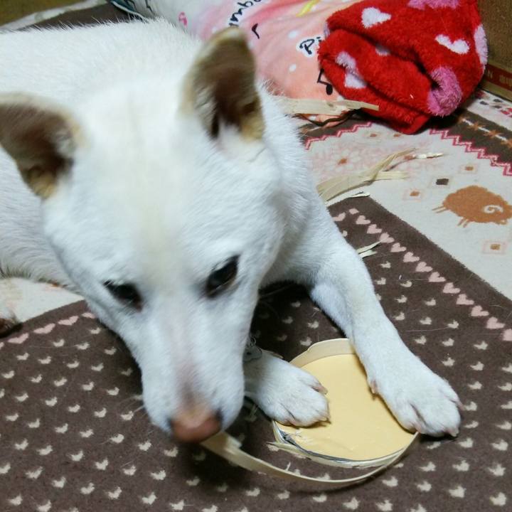 0c12e0aa 2590 481b aec4 8b9ce9fd61ac