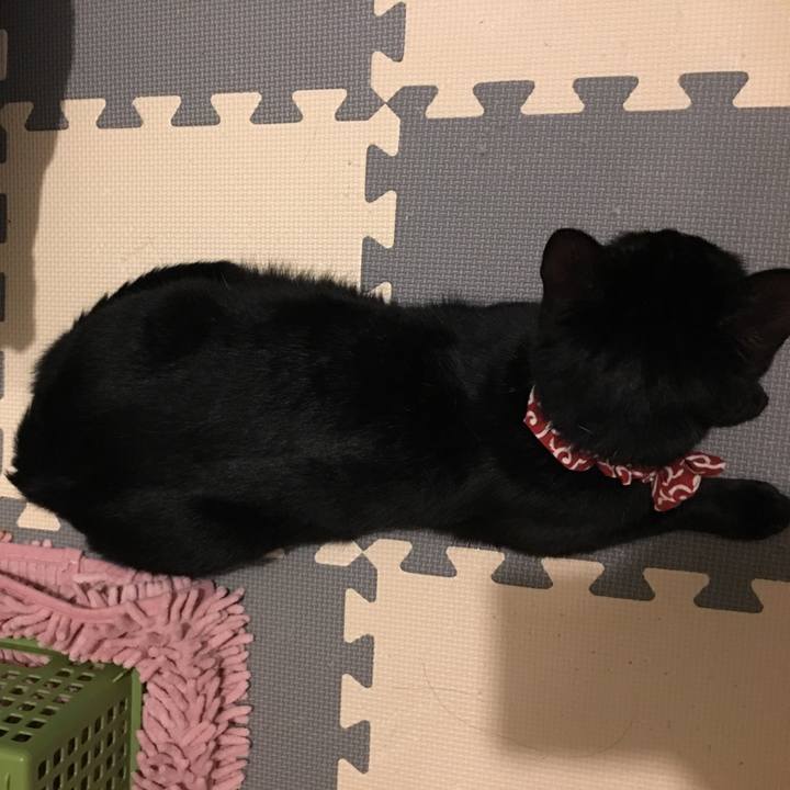 0c17254c 8e77 4520 91a4 afe1424a2554