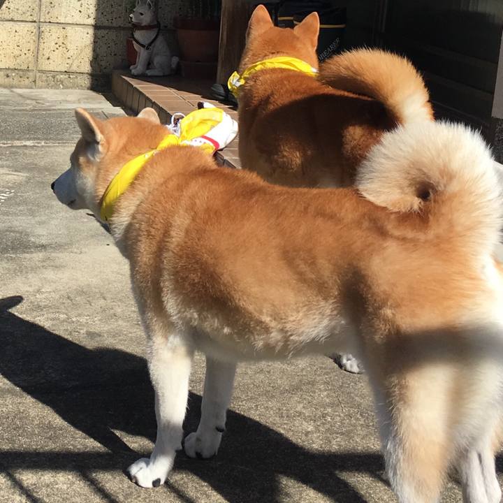 0c257504 b5c2 4bbd a229 f0f65ab6d82e