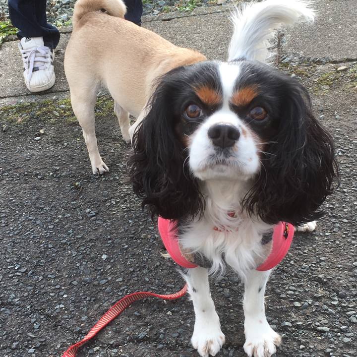 0c2cea46 0a3d 445e a9a1 2bd60efbf2c8