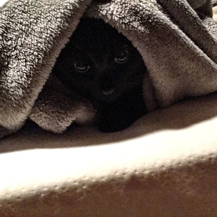 0c2d2ad1 7fd5 4f40 ad25 8185b7761b1b