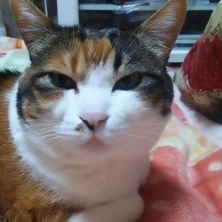 0c311fdd 7dcd 4230 8840 3a430b434886