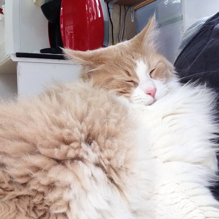 0c411e9b 6347 4200 909c 9c1e60f5a3d9