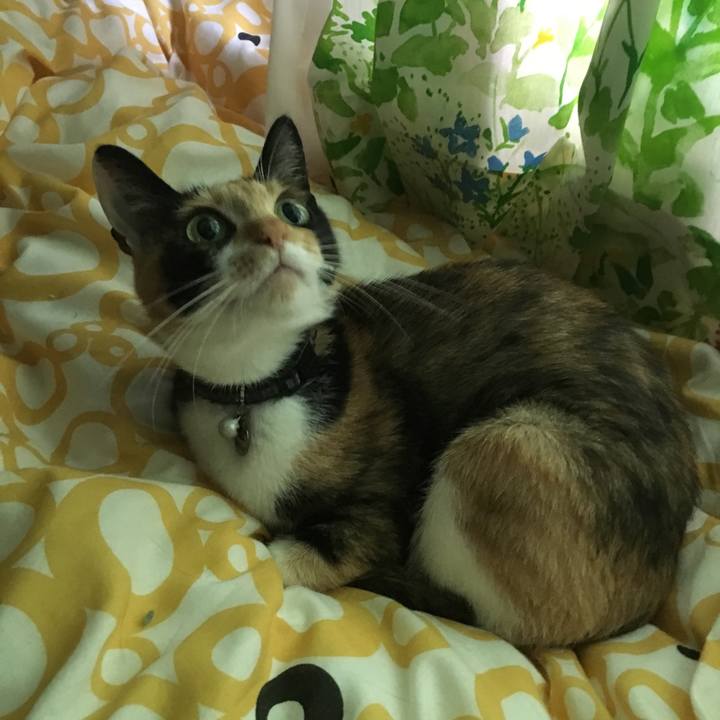 0c47eb42 cc54 406e bd1d d25615b957bc