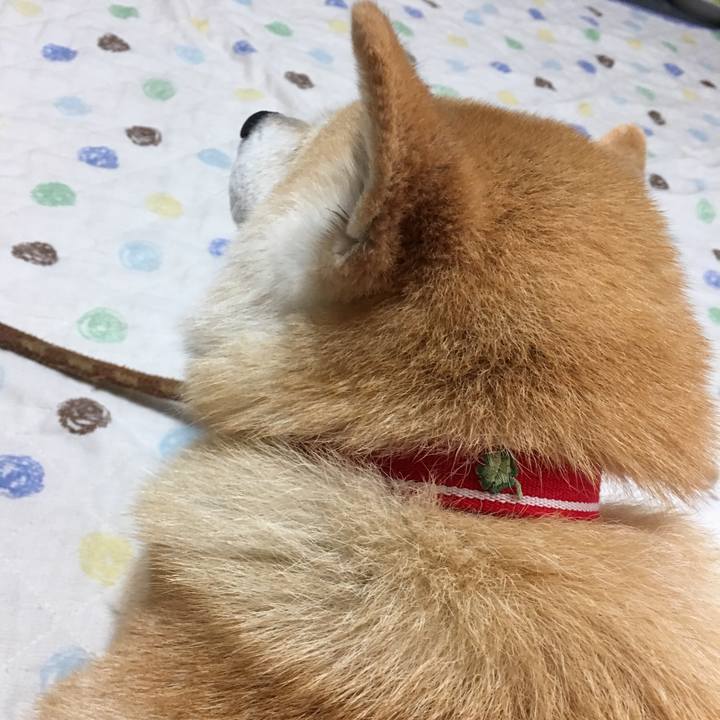 0c54c954 a0fe 404d 9a19 fb468354d847