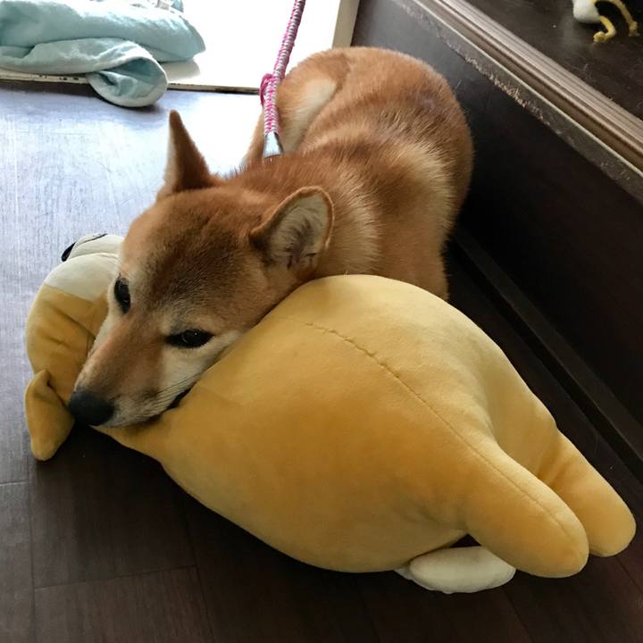 0c564383 46af 4174 bcfa 0b42ff329e9b