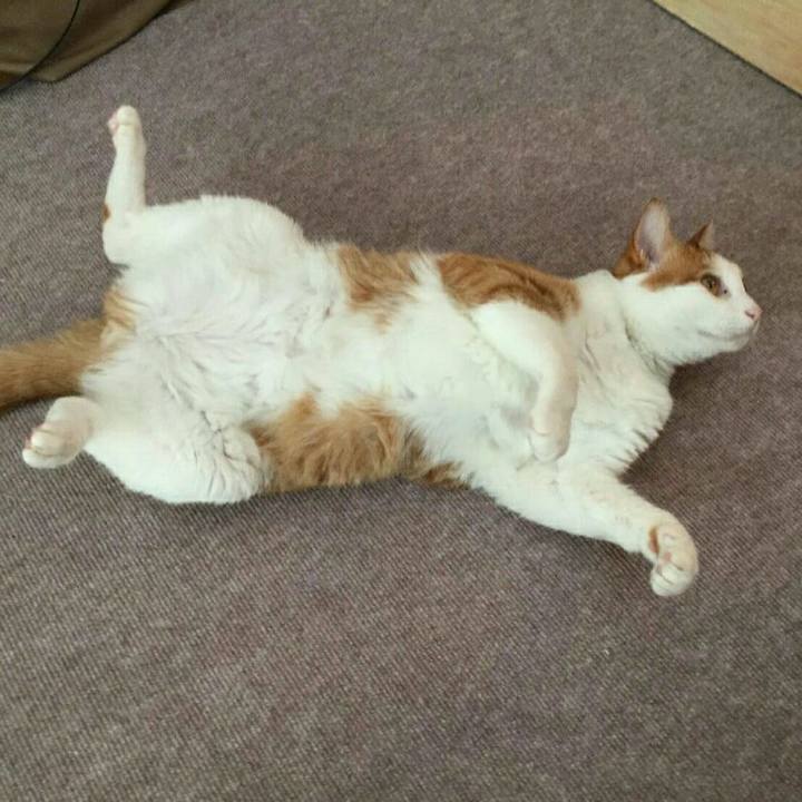 0c597e06 f1e8 422f 92d4 773e36a09783