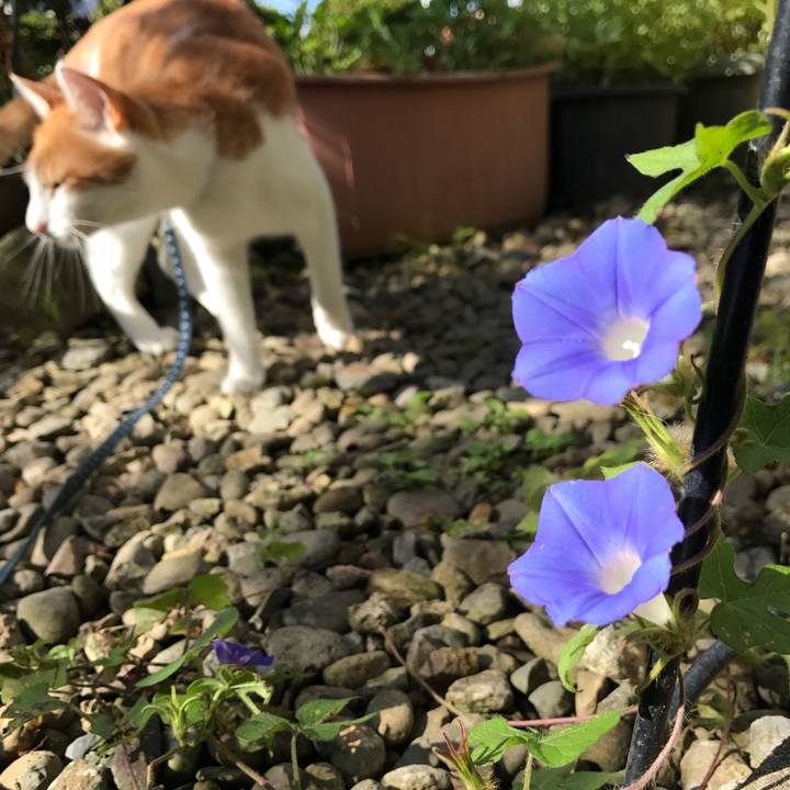 0c5982fa cf14 415d ad45 53bebd548968