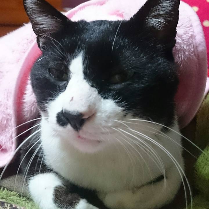 0c598347 5890 485c 96a7 4ce1729a85c1