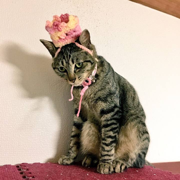 0c5ddbdb 1fbe 483d 96f1 812f54391874