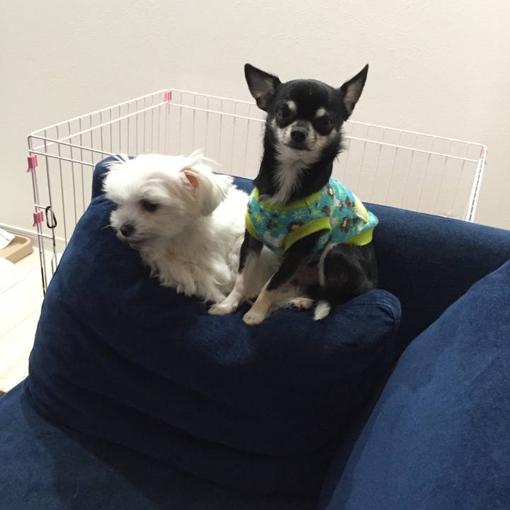 0c60c0d6 565c 443c bb4b 85bdb2873e82