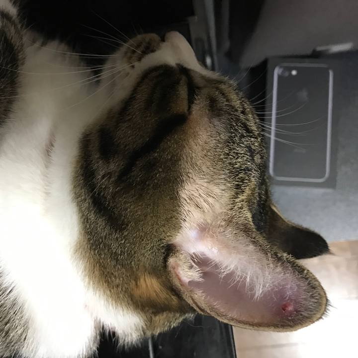 0c64a3ca e22f 436b ac95 f4a1749ccadf