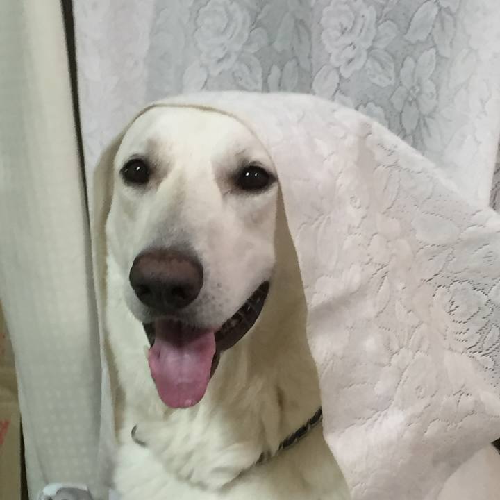 0c65bc58 070c 4080 8c1b b6a2b26438db