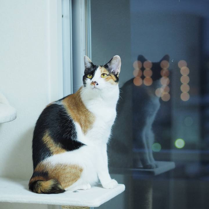 0c706bd8 ce46 4b0c b547 543114e8fecf