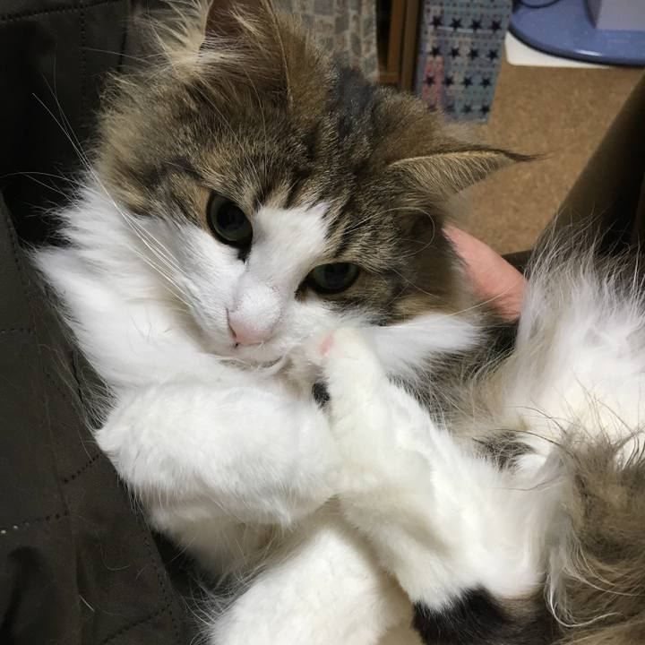 0c728d02 2b9f 497b 9fa5 b0d0eb69fc85