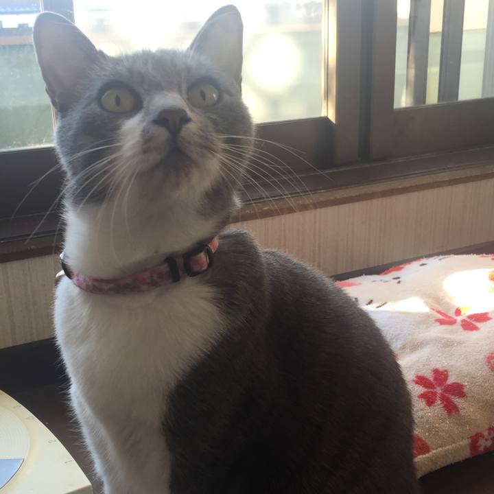 0c72ea54 96fd 4300 9419 dde584f0fc11