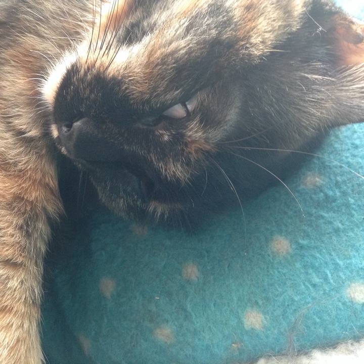 0c85c2c8 42f3 42e6 9d1f 1c63ec032b4d