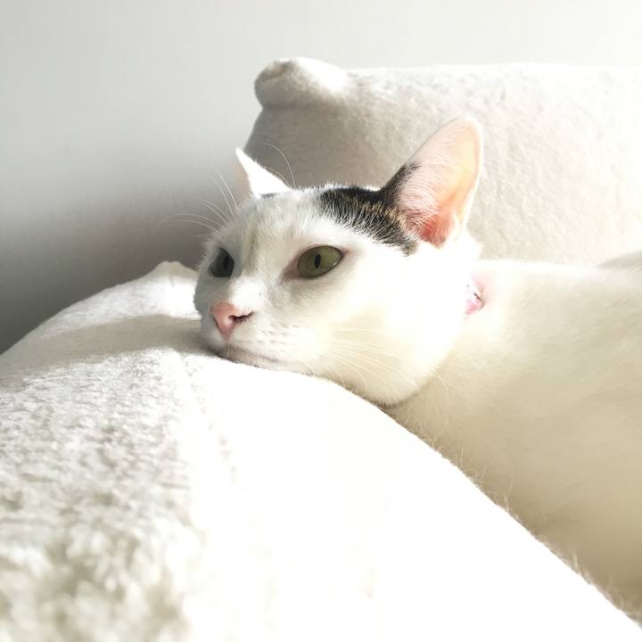 0c8da693 252d 4011 a16e c45c8db56576