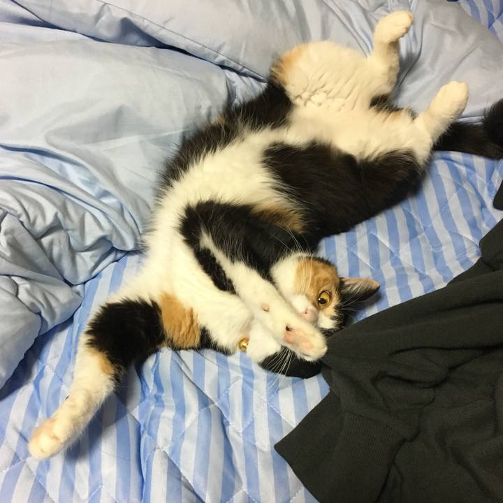 0c961fcc c4da 4ba7 9195 cc831fb714a5