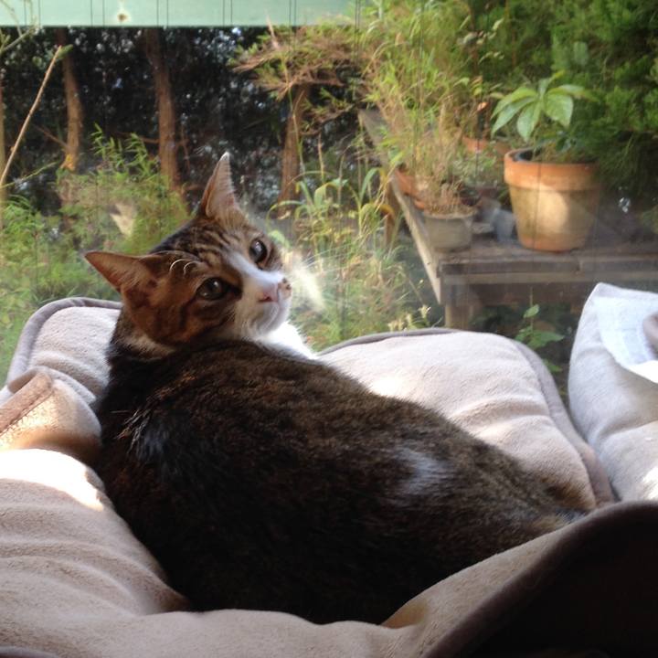 0c9a0e4e 4f12 400f ae36 8e6cde96e175