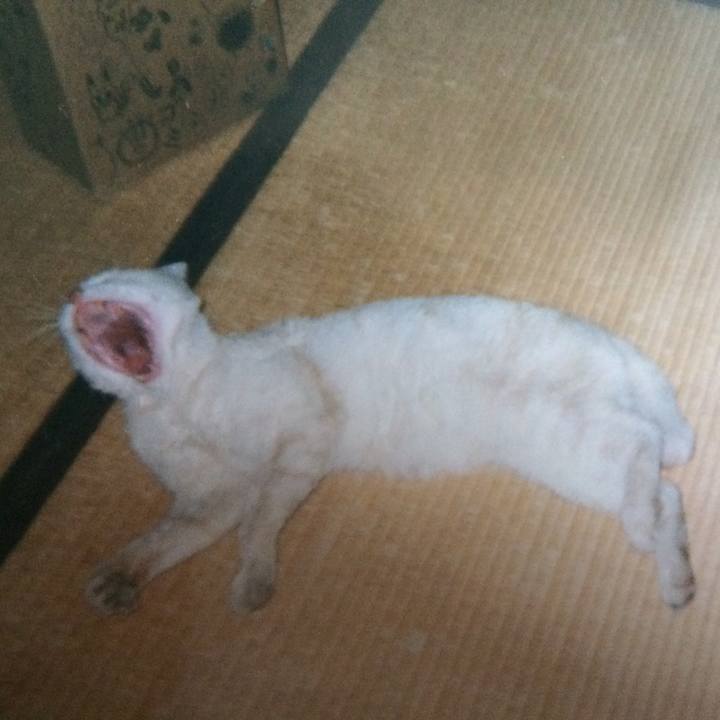 0ca1c855 8ff2 49ed bb86 2b3d7e620e51