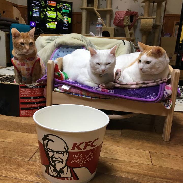 0cb24a48 c6c6 49cd 9c53 bf62a9ae64c8