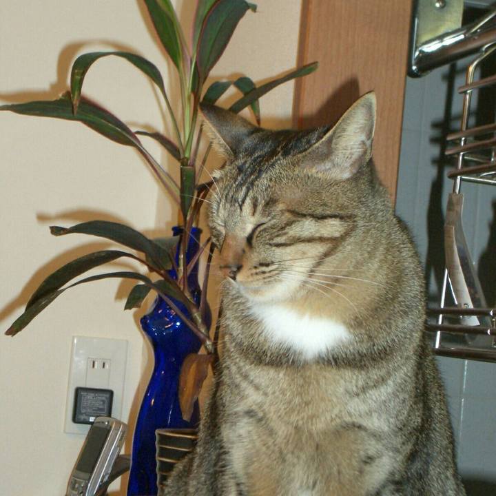 0cb6d6e3 9494 44d9 8096 7f20fd254381