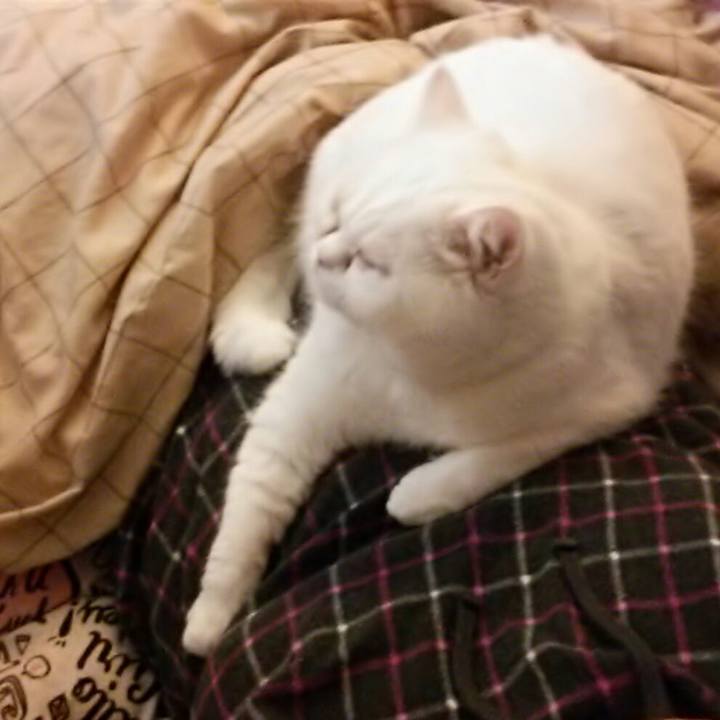 0cb70a0b 4ecf 43d8 8478 926b495be8cf