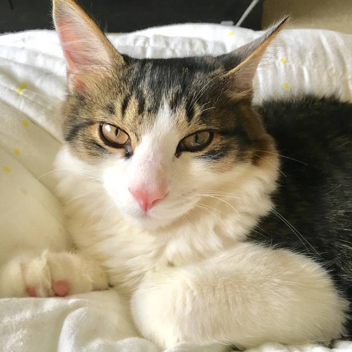 0cc0b4c3 90e8 42cc 9d2c 054378086bc8