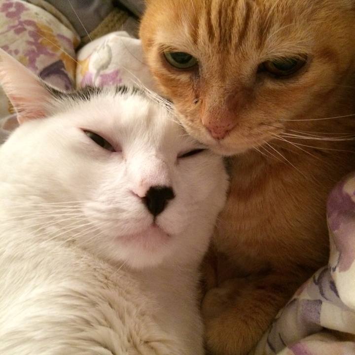 0cc5af72 d11c 4e56 ac2b 343e495211d9